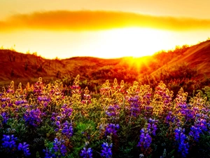 Flowers, lupine, Meadow, color, rays of the Sun