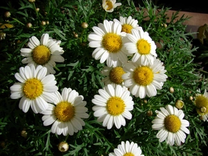 Colourfull Flowers, chamomile