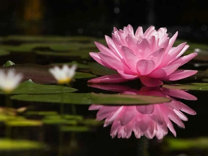 water-lily, Pink, Colourfull Flowers
