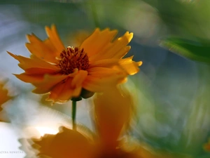 Coreopsis, Orange, Colourfull Flowers