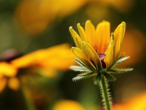 Rudbeckia, Yellow, Colourfull Flowers, bud