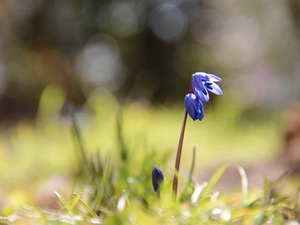 Siberian squill, Colourfull Flowers