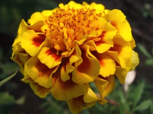 Colourfull Flowers, Tagetes