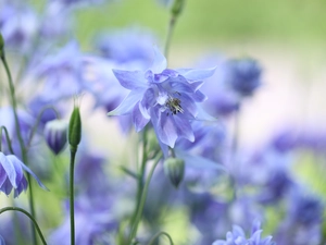 Colourfull Flowers, blue, columbine