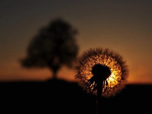 Great Sunsets, puffball, common, dandelion