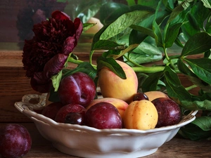 composition, still life, apricots, peony, plums