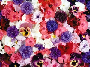 cornflowers, pansies, Flowers, phlox, color