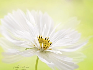 White, Cosmos, Close, Colourfull Flowers