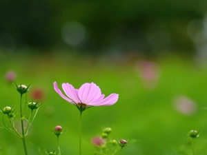 Cosmos, Pink, Flower