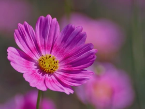Cosmos, Flowers, Pink