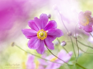 rapprochement, Colourfull Flowers, Cosmos