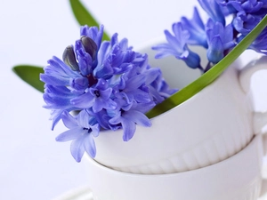 cups, Hyacinths, Two
