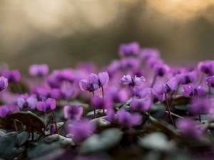 Cyclamen, purple, Flowers