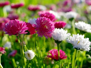 Pink, White, daisies, I