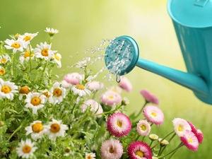 Flowers, Chamomile Common, daisy, watering can