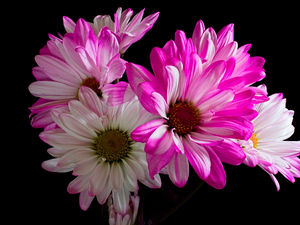 white and pink, dark, background, Chrysanthemums