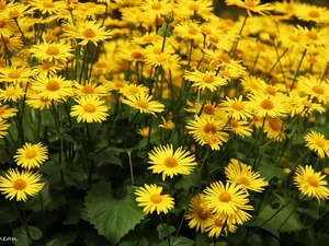 Doronicum, Yellow, Flowers