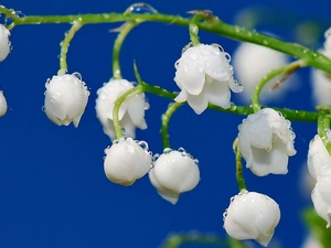 water, lily of the Valley, drops