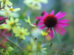 Colourfull Flowers, Pink, echinacea
