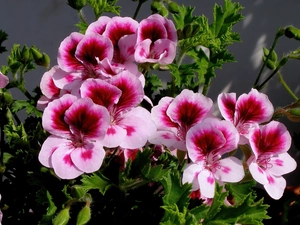 geranium, English