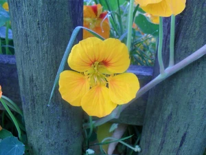 Yellow, nasturtium, Fance, Colourfull Flowers