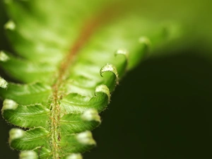 leaf, fern