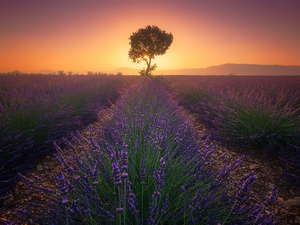 Great Sunsets, Provence, lavender, Valensole, France, Field, trees