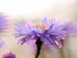 lilac, Colourfull Flowers, flakes, Aster