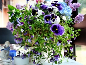 Flower, pansies, composition