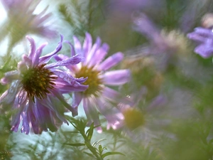 Flowers, purple, Astra