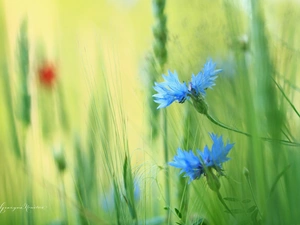Flowers, cornflowers, Blue