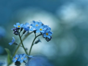 Flowers, Forget, Blue
