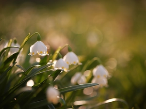 Leucojum, Flowers, blurry background, White