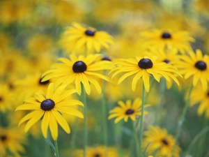 Rudbeckia, Flowers, blurry background, Yellow