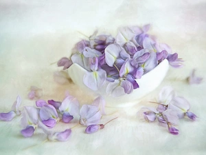 bowl, wistaria, graphics, Flowers