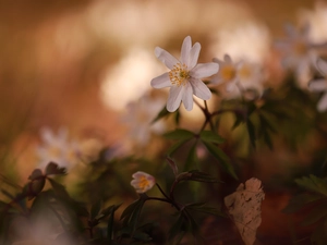 Wood Anemone, Colourfull Flowers, blurry background, White