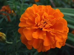 Orange, Colourfull Flowers