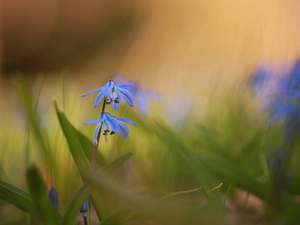 Siberian squill, Colourfull Flowers, blurry background, blue