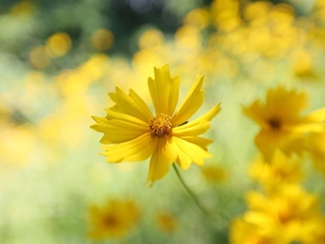 Coreopsis, Yellow, Colourfull Flowers