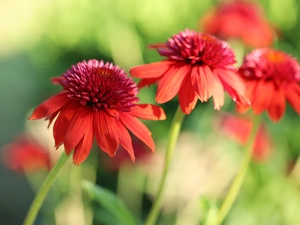 Flowers, Red, echinacea