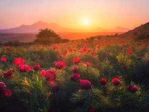 trees, Mountains, Peonies, Field, Great Sunsets, Flowers, Meadow