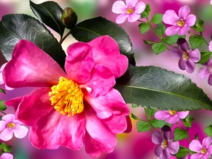 change, Colourfull Flowers, Flowers, graphics, Pink, camellia
