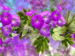 graphics, petunias, purple, Flowers