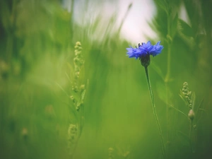Colourfull Flowers, grass, blur, Chaber