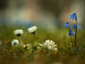 daisies, Flowers, grass, Siberian squill