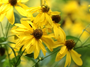 Yellow, Green-headed Coneflower, Flowers