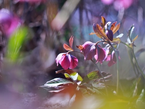 Flowers, claret, Helleborus
