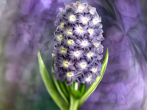 hyacinth, graphics, Colourfull Flowers