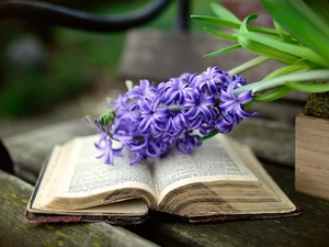 Colourfull Flowers, hyacinth, Book, Violet