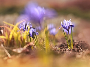 Flowers, lilac, Irises